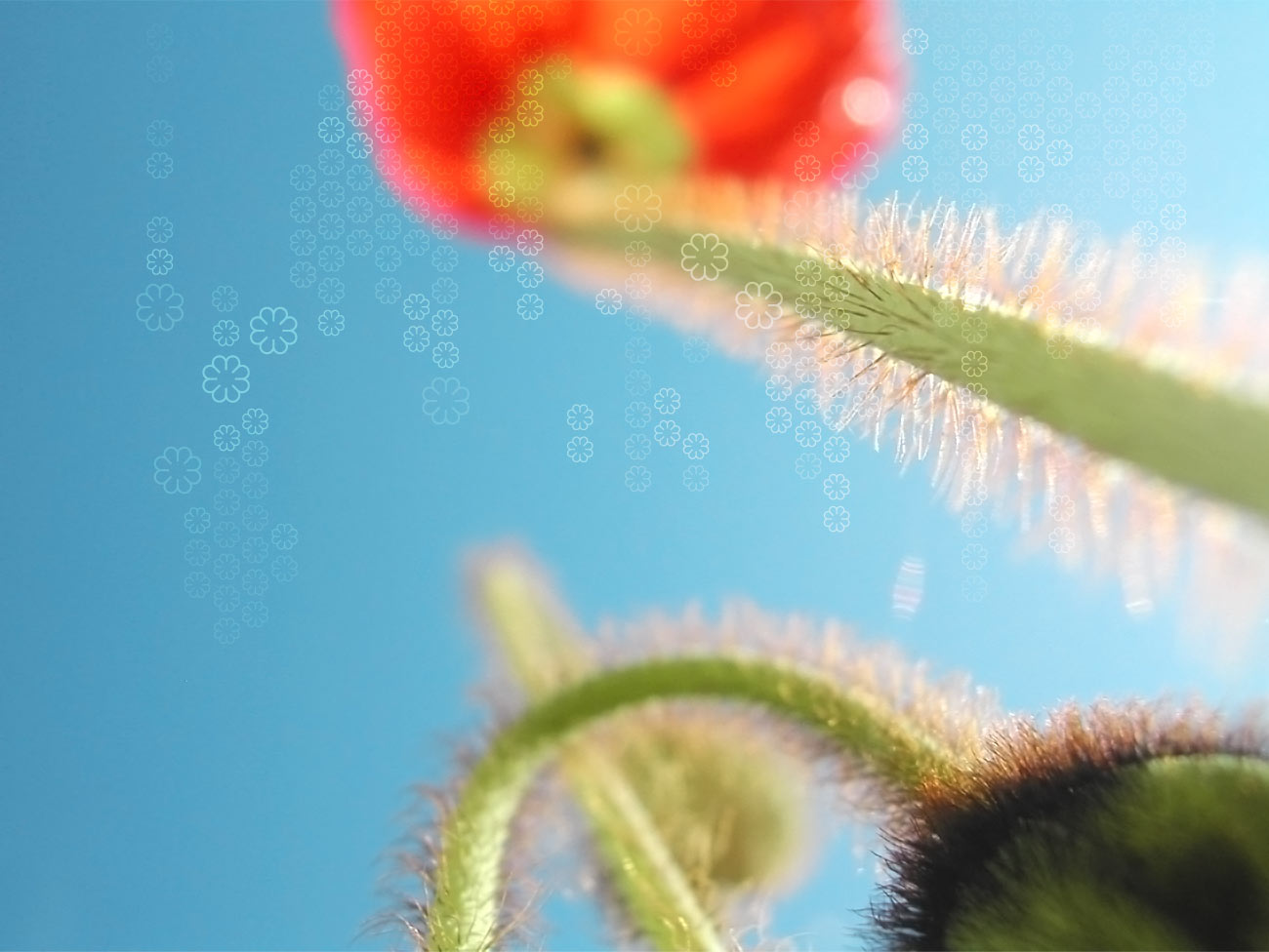 Fullscreen Image